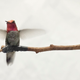 Colibrí de Ana, una especie común de la costa oeste de Norteamérica. Imagen: Universidad de Columbia Británica